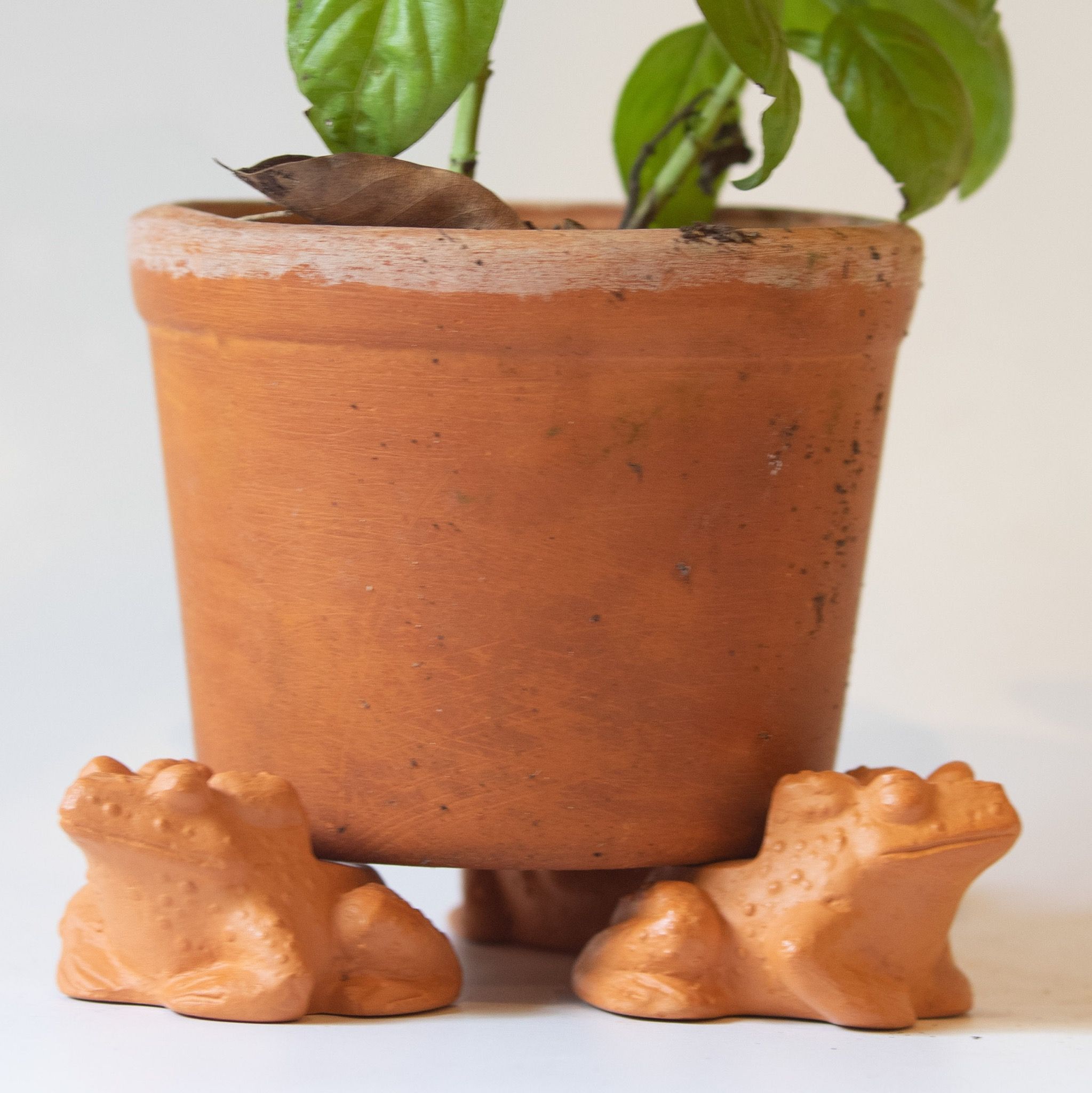  Đế Kê Chậu Trồng Cây Con Cóc - TC125 