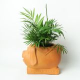  Chậu Trồng Cây - TC18 