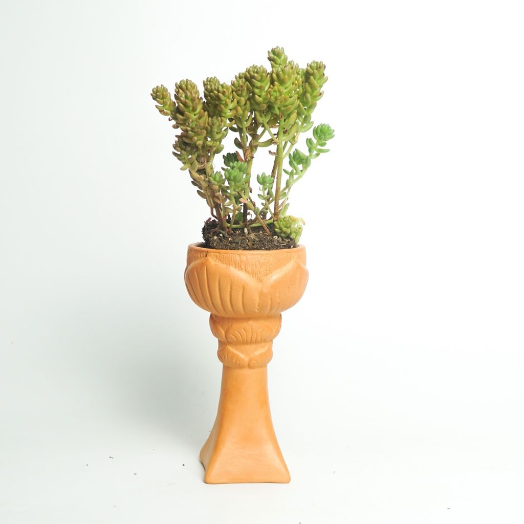  Chậu Trồng Cây - TC61 