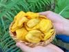 Mít sấy giòn Đồng Tháp