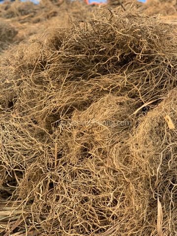 Bột rễ hương bài