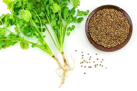  Hạt ngò ( Coriander Whole) - Hũ 100ml 