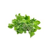 Salad tuyết (Crystalline Ice Plant) - 100gr