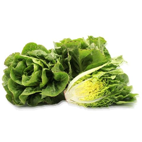 xà lách búp Sucrine