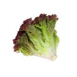 Xà lách Lollo tím (Rossa Lollo) - 500gr