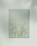  Chamomile 