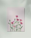  Dianthus 