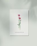  Dianthus 