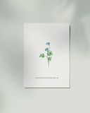  Butterfly Blue Pea 