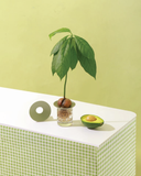  Germination Plate - Đĩa mầm 