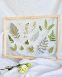  Solace Dried Flower Wooden Frame 