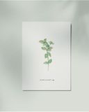  Peppermint 