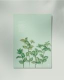  Peppermint 