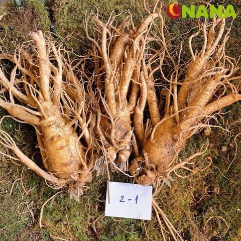  Sâm 3 củ 1kg - Nhân Sâm tươi Hàn Quốc 