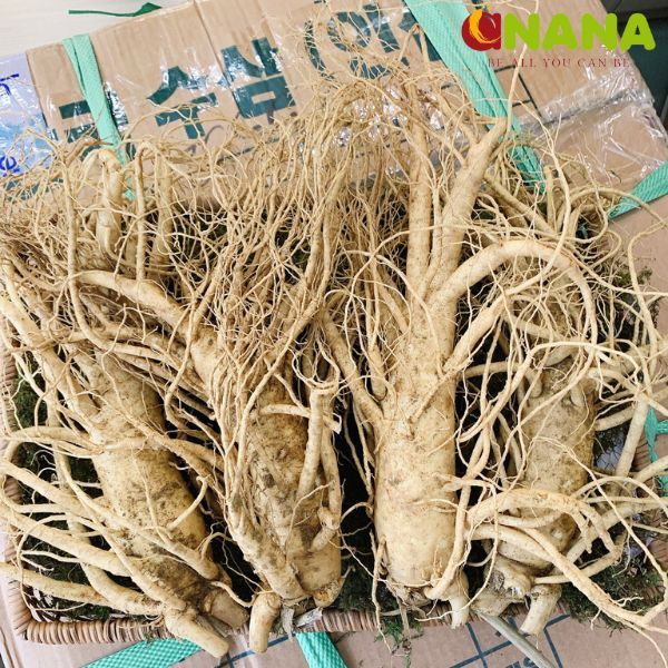 Nhận diện cách phân biệt các loại sâm tươi Hàn Quốc