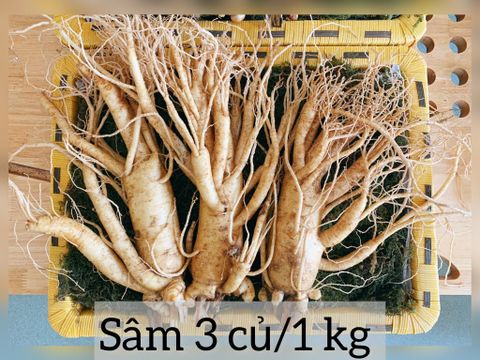  Sâm 3 củ 1kg - Nhân Sâm tươi Hàn Quốc 