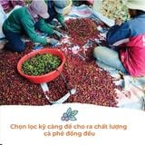  Cà Phê Robusta Lâm Đồng - Túi 250 g (dạng bột) 