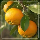  Cam Sấy Dẻo - Túi 220g 