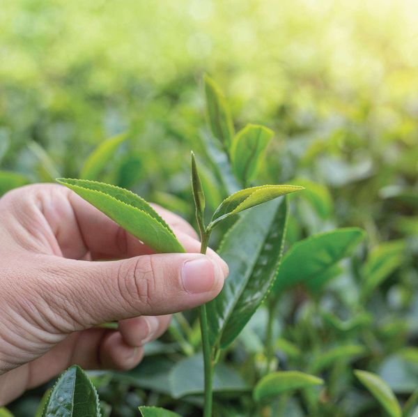  Trà Oolong Lài (dạng tấm) - Túi 500 g 