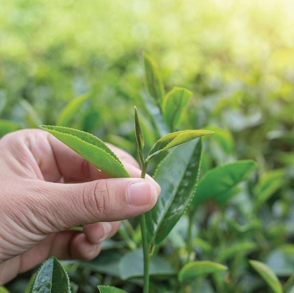 oolong sữa