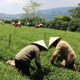  Trà Oolong Lài (dạng tấm) - Túi 250 g 
