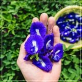  Trà Hoa Đậu Biếc - Hộp 70 g 