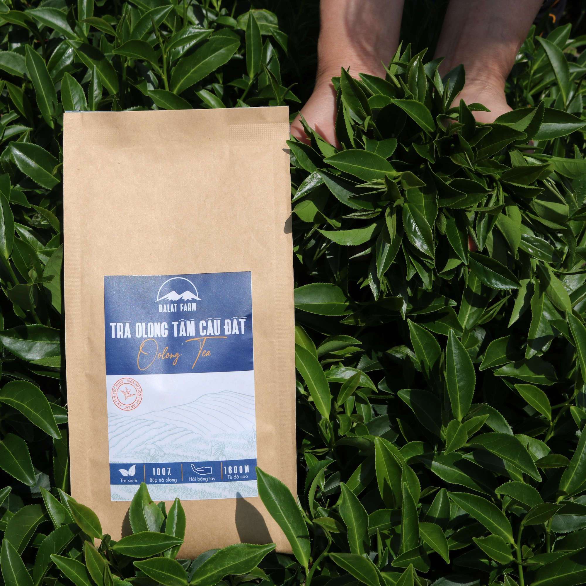  Trà Oolong Tấm Cầu Đất  - Túi 500 g 