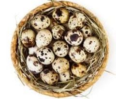 EG- Trứng cút ( 1 trứng ) - Quail Eggs ( pcs )