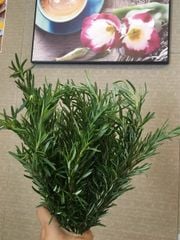 VE.H-Rau. Fresh Rosemary (Hương thảo tươi) -ĐN ecp