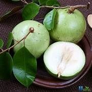 FR.L- Fresh Star Apple Fruit (Quả vú sữa) -NT