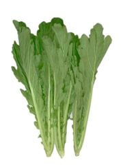 VE.V- Hydroponic Cattail (Cải mèo thủy canh) -NT