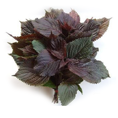 VE.H-Rau. Perilla Mint (Tía tô) -NT