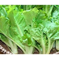 VE- Cải bẹ dún - Brassica Juncea (NT)
