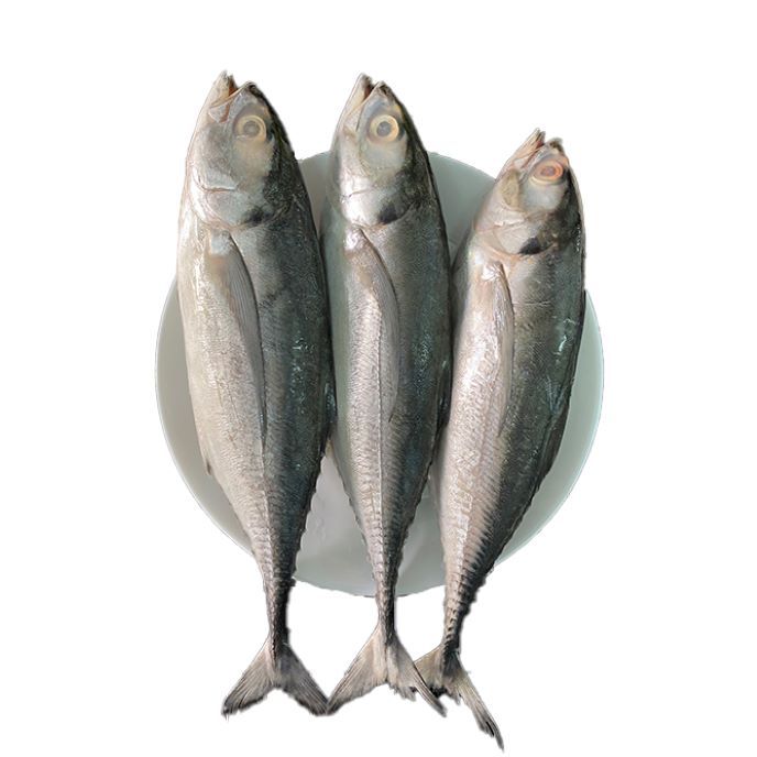 ME.F- Trachurus Fish (Cá Sòng)