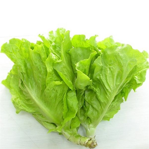 VE- Hydroponic Butterhead Lettuce (Xà lách mỡ) -ĐN