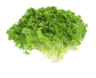 VE- Xà lách ria - Green Leaf Lettuce ( kg )