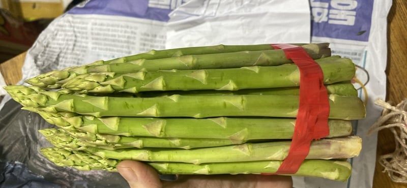 VE.V- Short Asparagus (Măng tây ngắn) -ĐN