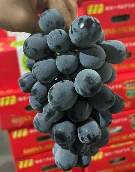 FR.I- Black Grape Shine Muscat Taiwan (Nho đen sữa Đài Loan) -ĐN