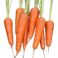 VE.R- Cà rốt - Carrot