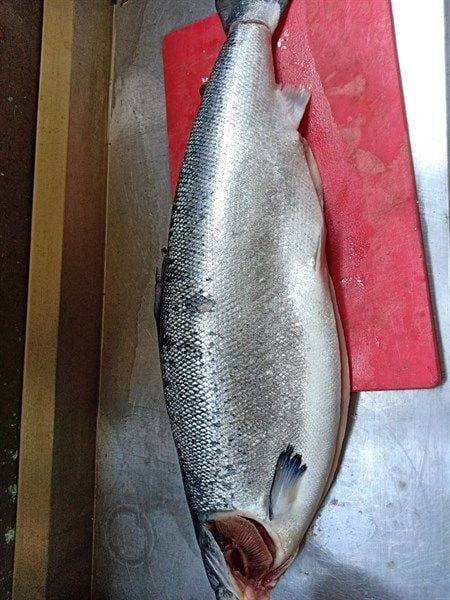 M.F-Frozen Whole Salmon Aysen Coho T5