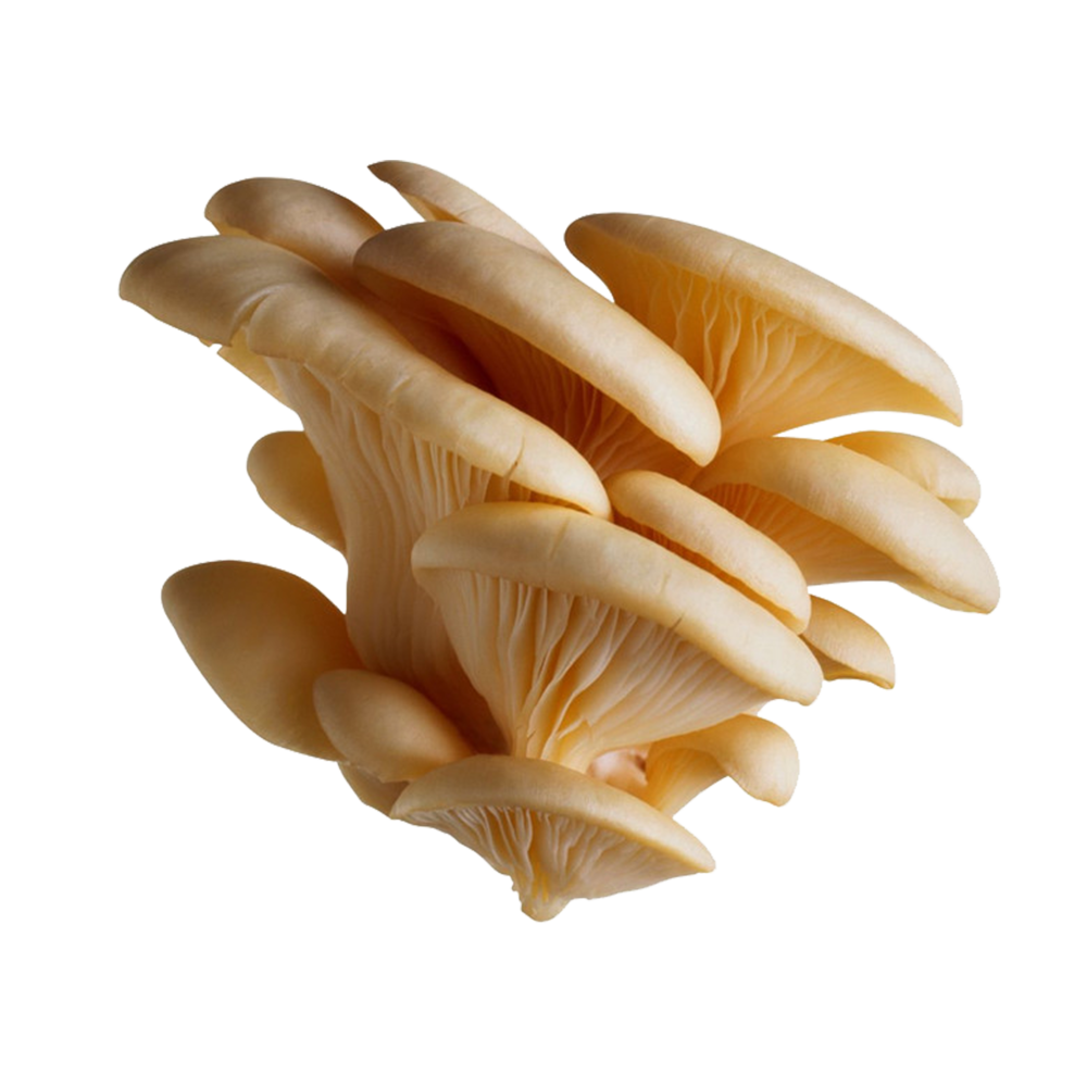 VE.M- Nấm bào ngư - Oyster Mushroom