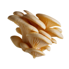 VE.M- Nấm bào ngư - Oyster Mushroom