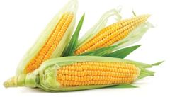 VE.R- Bắp mỹ - American Corn