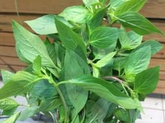 VE.H- Fresh Vietnamese Basil (É quế) -NT