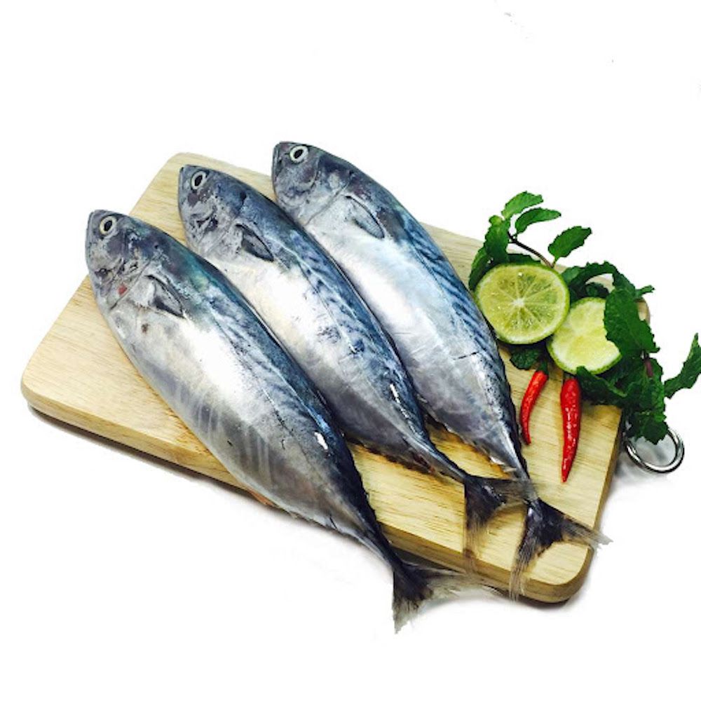 ME.F- Bullet Tuna (Cá Ngừ Ồ)