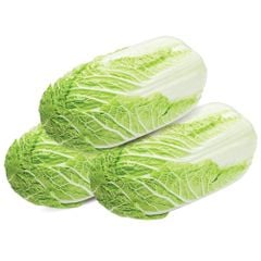 VE.V- Chinese Cabbage (Cải thảo) -NT