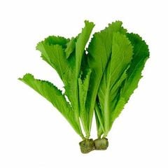 VE- Cải xanh thủy canh - Hydroponic Green Mustard