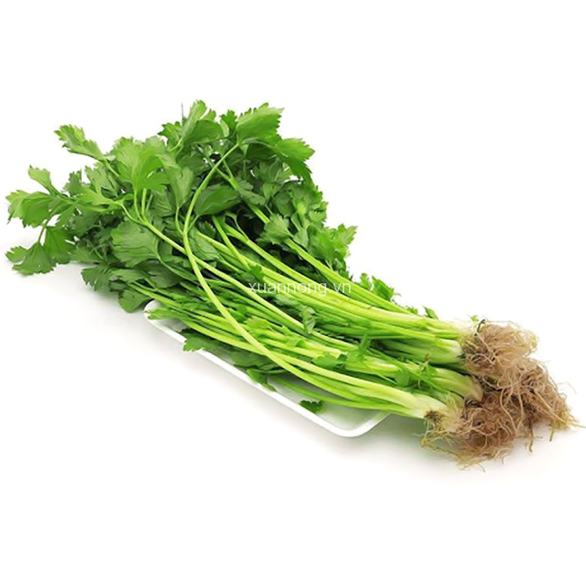 VE.V- Cần ta - Fresh Water Dropwort ( kg )