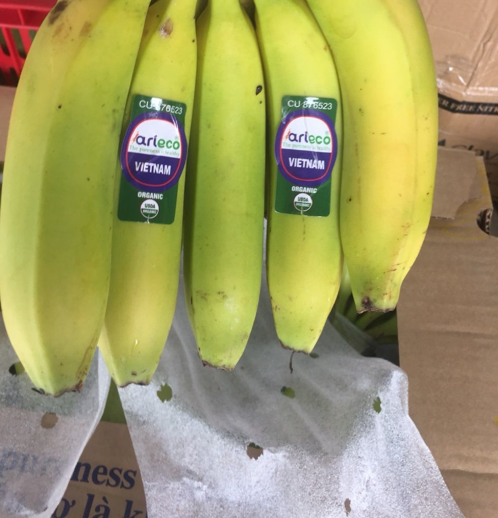 FRL- Chuối Nam Mỹ - Cavendish Banana ( kg )