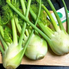 VE.R- Fresh Fennel (Củ hồi tươi) T4